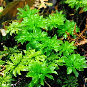 オオカサゴケ　大小7-8本【夏～秋休眠する日陰の苔】【水中化できる苔】【湿生植物】【苔テラリウム・苔ボトリウム・ビバリウム】