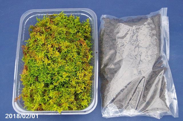 苔玉キット　1セット【養生したハイゴケ余裕の中パック +　苔玉の土400g（2ヶ分）+　肥料】【山野草の苔玉】【苔テラリウム】