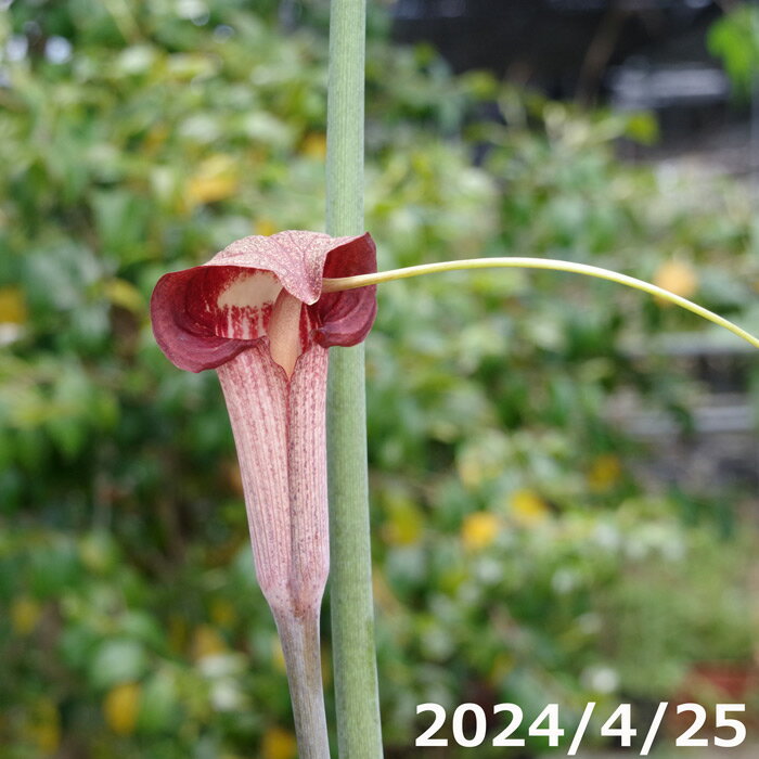 サトイモ科　テンナンショウ属 花期:4〜5月 宿根性の多年草。 ツルのような付属体を浦島太郎がつり糸をたらしている姿に見立て、この名がつけられたということです。 ウラシマソウの苔玉 山野草の育て方(解説中)を必ず参照して下さい。育て方が上手...