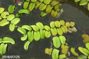 夏の水生植物 サンショウモ(北陸産) 5株 【ビオトープ】【シダ植物】【夏半日陰の一年草】【浮遊植物】 _mks