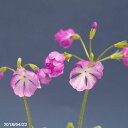 日本桜草銘品 玉芙蓉 2株 3号深ポット苗 【山草系夏半日陰...