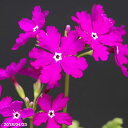 日本桜草銘品 琴の調 2株 3号深ポット苗 【山草系夏半日陰...