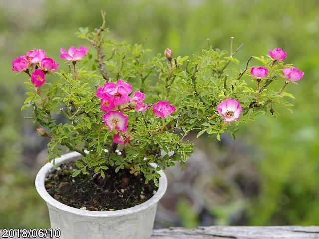 ヒメノイバラ 雅　4号　【小型のバラ・ミニバラ・花木・好日性植物・原種のバラ・野生のバラ・山野草】【湿生植物 腰水栽培】