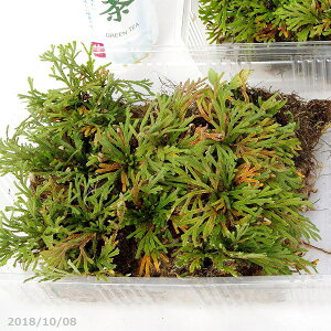 天然のイワヒバ (B) 大(L)パック(外径27.5cm×19.3cm) 【四季の山野草】【夏半日陰のシダ植物】