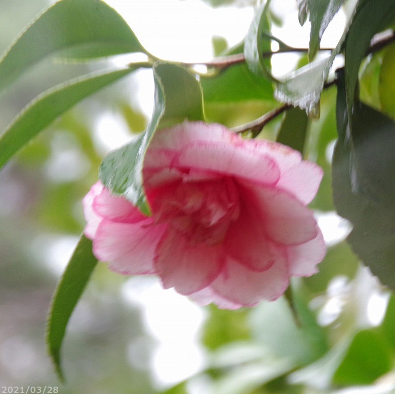 【最大50%OFFクーポン発行中！】椿 苗 酒中花　2年生挿木苗　3号（9cmポット） （長期化成肥料付）【半日陰〜好日性植物】【椿苗 ツバキ】【盆栽素材 茶花 花木】【椿　苗木】 kb33