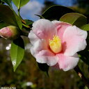 科名ツバキ属 名称植物学上はヤブツバキ 別名ツバキ 学名Camellia japonica 分布日本列島　本州、九州、四国　　北限　青森県海外　朝鮮半島南部、及び台湾 花期秋〜春 耐寒性有 耐暑性強 日照全日照から半日陰、明るい日陰まで耐陰性は強い 用途庭園樹、茶花（切花）、盆栽等