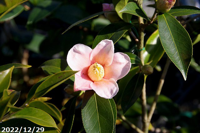 椿 苗　覆輪侘助 5年生挿木苗 6号 高さ75-90cm（長期化成肥料付）【半日陰～好日性植物】【椿苗 ツバキ】【盆栽素材】【茶花】【花木】【ワビスケツバキ 侘助】【椿 苗木】 3