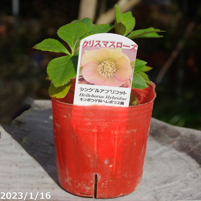 楽天市場】クリスマスローズ 開花株 シングルの通販 楽天市場】クリスマスローズ 開花株 シングルの通販