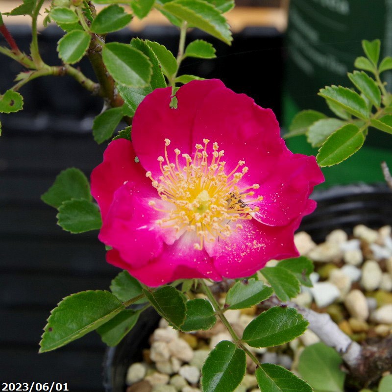 赤花 テリハノイバラ　3.5号　【小型のバラ ミニバラ 花木 好日性植物 原種のバラ 野生のバラ 山野草】【湿生植物 腰水栽培】