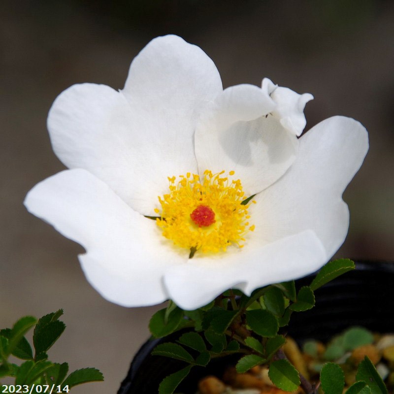 八重山ノイバラ　3号（9cmポット）【小型のバラ・ミニバラ・花木・好日性植物・原種のバラ・野生のバラ・山野草】【湿生植物 腰水栽培】