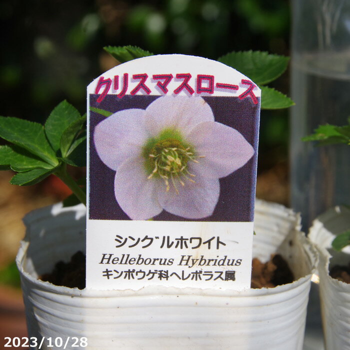楽天市場】クリスマスローズ 開花株 シングルの通販 楽天市場】クリスマスローズ 開花株 シングルの通販
