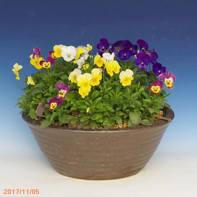 信楽焼 植木鉢　コゲ千段寄せ植え鉢 10号（外径30cm 高さ11cm）【山野草鉢 多肉植物鉢 サボテン鉢 盆栽鉢 花木樹木苗 果樹苗 アガベ 塊根植物 珍奇植物 ビザールプランツ 蘭ラン科植物 観葉植物】【大型】【送料無料】 _u39