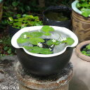 信楽焼 睡蓮鉢 陶器 黒釉 花型小鉢 11号 +お好きな水草プレゼント +メダカ5匹(死着保証無) 【送料無料】【セット 水鉢 メダカ鉢 蓮鉢 ビオトープ】