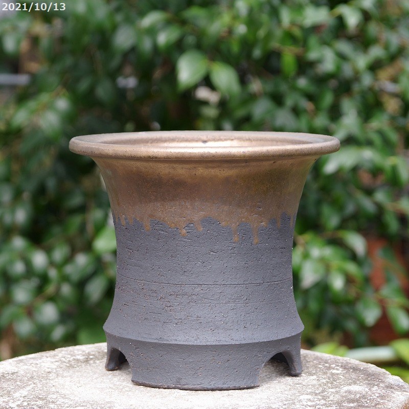 楽天市場】万年青 オモト(種類(植木鉢)盆栽鉢)(花 楽天市場】万年青 オモト(種類(植木鉢)盆栽鉢)(花