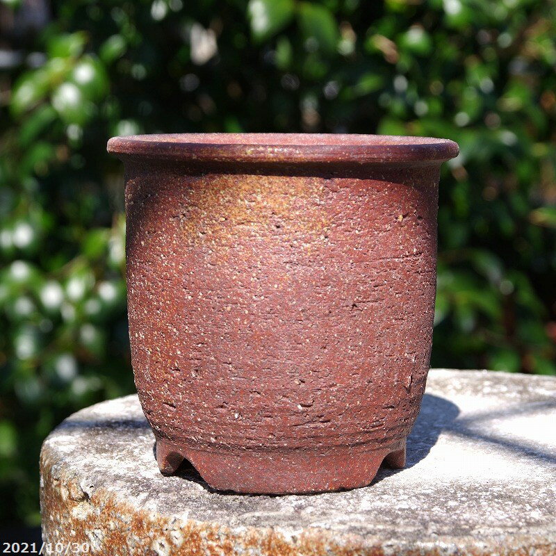 信楽焼 植木鉢 陶器　緋色雪割草　4号（外径12.0cm 高