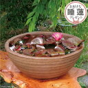信楽焼 睡蓮鉢 陶器 大型 手びねり 窯肌ボール(特大)20号(外径60cm 高さ24cm 容量34L)+お好きな睡蓮裸苗 合計5点セット+メダカ10匹(死着保...