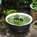信楽焼 睡蓮鉢 陶器 黒釉トチリ水鉢 11号 +お好きな水草プレゼント +メダカ5匹(死着保証無) 【送料無料】【セット 水鉢 メダカ鉢 蓮鉢 ビオトープ】