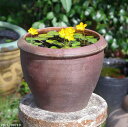 アジアンテイスト南蛮焼 睡蓮鉢 深水鉢(小)外径30cm+お好きな水草 +メダカ5匹(死着保証無)プレゼント【セット ビオトープ ハス鉢 蓮鉢 茶碗蓮 小型蓮 ...