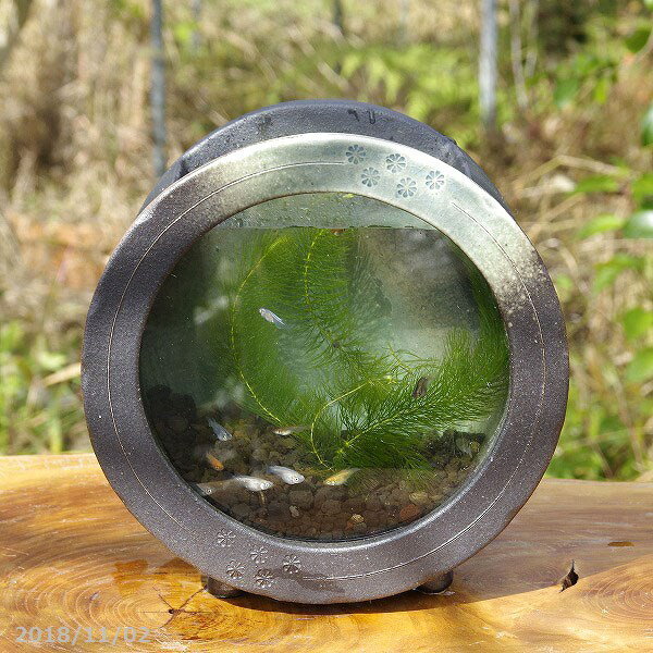 信楽焼 陶水槽丸型(黒釉)メダカ鉢(中) 水草 メダカ3匹(死着保障無し) 富士砂 【メダカ鉢 金魚鉢】【送料無料】【山野草鉢 多肉植物鉢 サボテン鉢 盆栽鉢 花木樹木苗 果樹苗 アガベ 塊根植物 珍奇植物 ビザールプランツ 蘭ラン科植物 観葉植物】