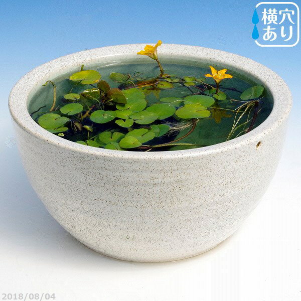 信楽焼 睡蓮鉢 陶器 白ボール 10号(水あふれ防止小穴有) +お好きな水草プレゼント +メダカ5匹(死着保証無)【送料無料】【セット 水鉢 メダカ鉢 蓮鉢 ビ...