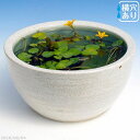 信楽焼 睡蓮鉢 陶器　白ボール 10号（水あふれ防止小穴有） ＋お好きな水草プレゼント ＋メダカ5匹（死着保証無）【送料無料】【セット..