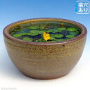信楽焼 睡蓮鉢 陶器 窯肌ボール 10号(水あふれ防止小穴有) +お好きな水草プレゼント +メダカ5匹(死着保証無)【送料無料】【セット 水鉢 メダカ鉢 蓮鉢 ...