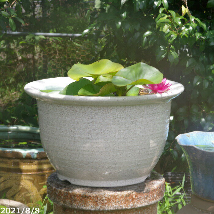 信楽焼 睡蓮鉢 陶器 白カスミ 13号(水あふれ防止穴有り)+お好きな睡蓮裸苗 合計5点セットプレゼント+メダカ5匹付(死着保障なし)【送料無料】【水鉢 メダカ...