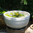 信楽焼 睡蓮鉢 陶器 白ボール 13号(外径40cm 高さ21cm)(水あふれ防止小穴有)+お好きな水草 +メダカ5匹(死着保証無)プレゼント 【送料無料】【...