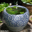 信楽焼 睡蓮鉢 陶器 手づくり 染付(手描き)蛸唐草文 8号(大) + 水草(ガガブタ浮葉、キンギョモ) +メダカ5匹(死着保障なし)プレゼント 【送料無料】【...