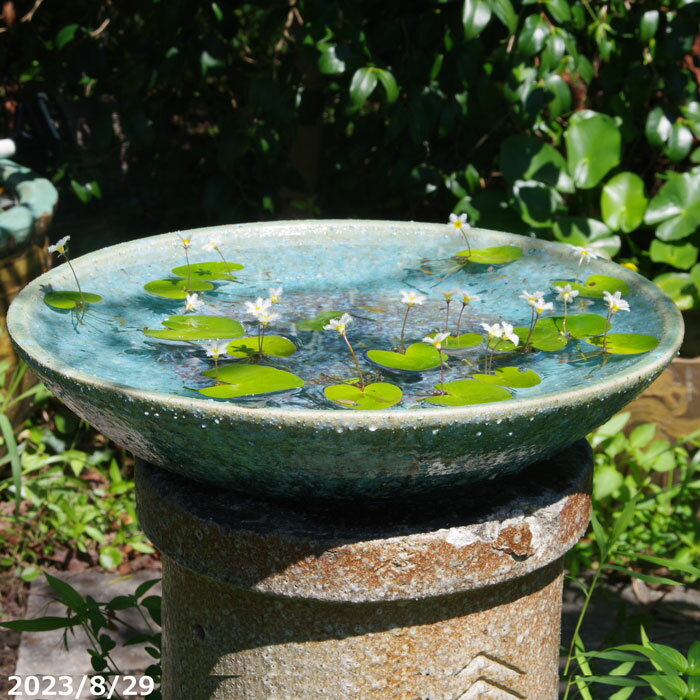 楽天市場】生け花 花器(カラーグリーン)(ガーデニング・農業 楽天市場】生け花 花器(カラーグリーン)(ガーデニング・農業