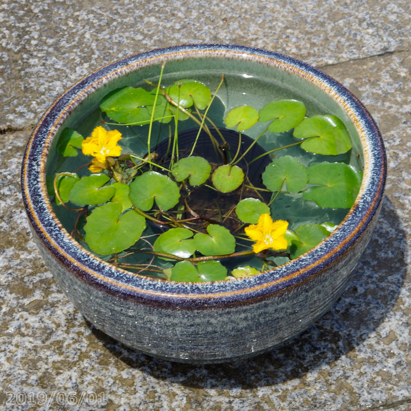 信楽焼 睡蓮鉢 陶器　天目ボール 10号 （外径30cm 高さ16cm） ＋お好きな水草 ＋メダカ5匹（死着保証無）プレゼント　【送料無料】【セット 水鉢 メダカ鉢 金魚鉢 ハス鉢 茶碗蓮鉢 ビオトープ スイレン鉢】