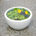 信楽焼 睡蓮鉢 白ボール 10号 (外径30cm 高さ16cm) +お好きな水草 +メダカ5匹(死着保証無)プレゼント 【送料無料】【セット 水鉢 メダカ鉢 金...