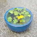 信楽焼 睡蓮鉢 陶器 生子ボール 10号(外径30cm 高さ16cm)+お好きな水草 +メダカ5匹(死着保証無)プレゼント【送料無料】【セット 水鉢 メダカ鉢 蓮鉢 ビオトープ】_bb _Kto