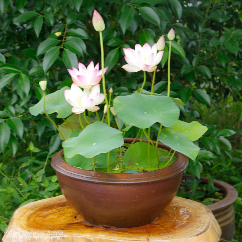楽天市場】睡蓮鉢 メダカ（カラーグリーン）（植木鉢