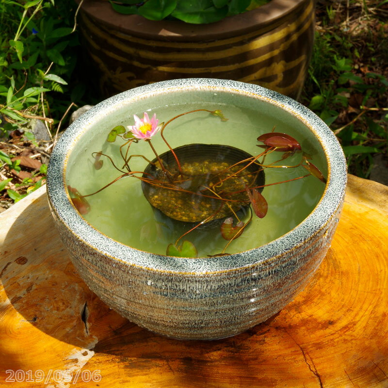 信楽焼 睡蓮鉢 陶器　天目ボール 10号（水あふれ防止小穴有）（外径30cm 高さ16cm） ＋睡蓮 4号ポット（肥料付）＋メダカ5匹（死着保証..