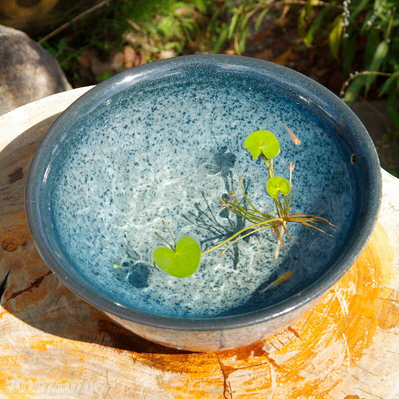 楽天市場】高級 メダカ 販売(種類(植木鉢)睡蓮鉢)の通販 楽天市場】高級 メダカ 販売(種類(植木鉢)睡蓮鉢)の通販