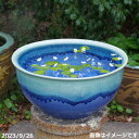 信楽焼 睡蓮鉢 陶器 大型 青ビードロ流しトチリ 水鉢 15号(外径45cm 高さ25cm) +お好きな水草プレゼント +メダカ5匹(死着保証無)【送料無料】【...