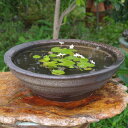 信楽焼 睡蓮鉢 陶器 大型 窯変ソリ水鉢 (窯変反型水鉢)16号(外径47.5cm 高さ16cm) +お好きな水草プレゼント +メダカ5匹(死着保証無)【送料無...