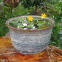 信楽焼 睡蓮鉢 陶器 天目ひねり 11号 (外径33cm 高さ20cm) +お好きな水草 (肥料付)+メダカ5匹(死着保証無)プレゼント【送料無料】【セット 水鉢 メダカ鉢 金魚鉢 ハス鉢 茶碗蓮鉢 ビオトープ スイレン鉢 水生植物鉢 カキツバタ鉢】_Kto