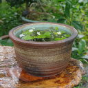 信楽焼 睡蓮鉢 陶器 窯肌ひねり 11号(水あふれ防止小穴有)+お好きな水草 (肥料付)+メダカ5匹(死着保証無)プレゼント【送料無料】【セット 水鉢 メダカ鉢...