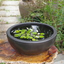 信楽焼 睡蓮鉢 陶器 大型 黒ユズ肌釉 16号浅鉢(水あふれ防止小穴有)(外径48cm 高さ20cm) +お好きな水草プレゼント【送料無料】【セット 水鉢 大き...