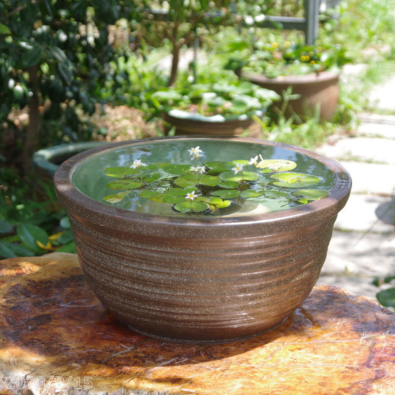 信楽焼睡蓮鉢陶器窯肌ひねり13号＋...