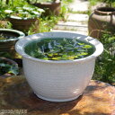 信楽焼 睡蓮鉢 陶器 白カスミ 13号(水あふれ防止小穴有)+お好きな水草プレゼント+メダカ5匹付(死着保障なし)【送料無料】【セット 水鉢 メダカ鉢 金魚鉢 ...