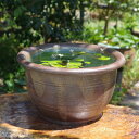 信楽焼 睡蓮鉢 陶器 窯肌櫛目 13号(水あふれ防止小穴有)+お好きな水草プレゼント+メダカ5匹付(死着保障なし)【送料無料】【セット 水鉢 メダカ鉢 金魚鉢 ...