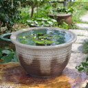 信楽焼 睡蓮鉢 陶器 大型 灰釉千段 15号 (外径46cm 高さ26cm)+お好きな水草プレゼント +メダカ10匹(死着保証無)【送料無料】【セット 水鉢 メ...