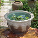信楽焼 睡蓮鉢 陶器 大型 灰釉千段 15号 (水あふれ防止小穴有) +お好きな水草プレゼント +メダカ10匹(死着保証無)【送料無料】【セット 水鉢 メダカ鉢...