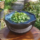 信楽焼 睡蓮鉢 陶器 青釉刷毛目輪花 12号(外径38.5cm 高さ17.5cm) +お好きな水草プレゼント+メダカ5匹付(死着保障なし)【送料無料】【セット ...