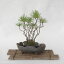 信楽焼 植木鉢 陶器 窯変小判変形 7号(幅22cm 高さ6cm)【山野草鉢 多肉植物鉢 サボテン鉢 盆栽鉢 花木樹木苗 果樹苗 アガベ 塊根植物 珍奇植物 ビザールプランツ 蘭ラン科植物 観葉植物】 3,031円