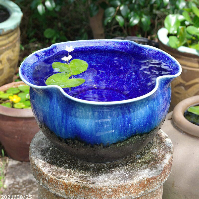 楽天市場】火鉢 めだか(種類(植木鉢)睡蓮鉢)の通販 楽天市場】火鉢 めだか(種類(植木鉢)睡蓮鉢)の通販