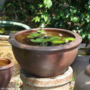 アジアンテイスト南蛮焼 睡蓮鉢 浅水鉢(中)外径38cm+お好きな水草 +メダカ5匹(死着保証無)プレゼント【セット ビオトープ ハス鉢 蓮鉢 茶碗蓮 小型蓮 メダカ鉢】【送料無料】